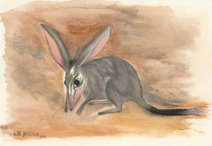 Bilby