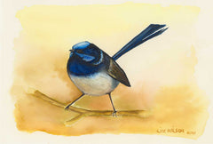 Blue Fairy Wren