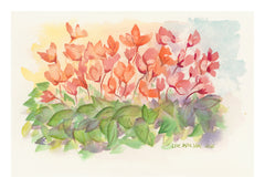 Cyclamen