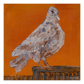 Dove