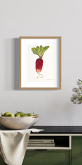 French Radish