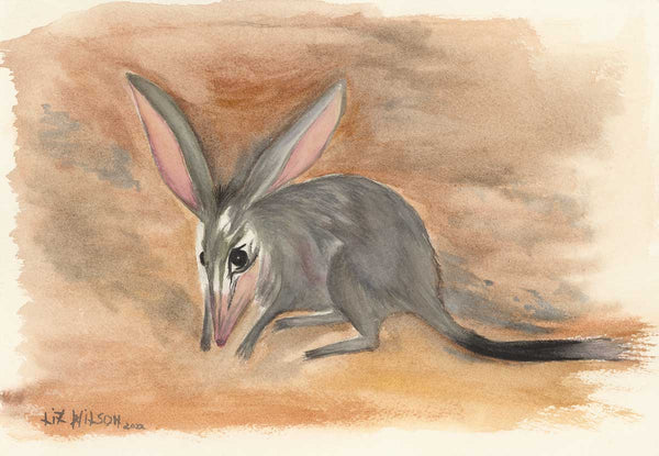 Bilby