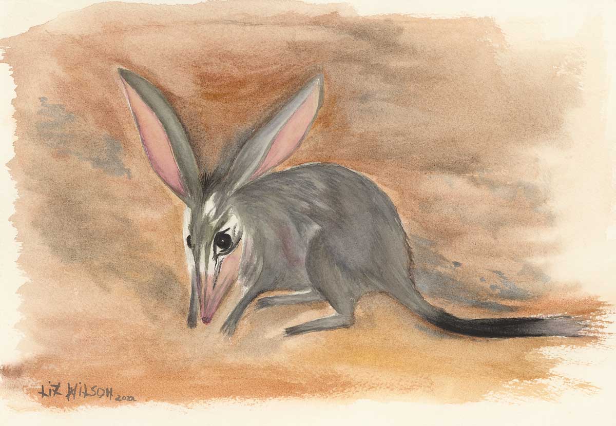 Bilby