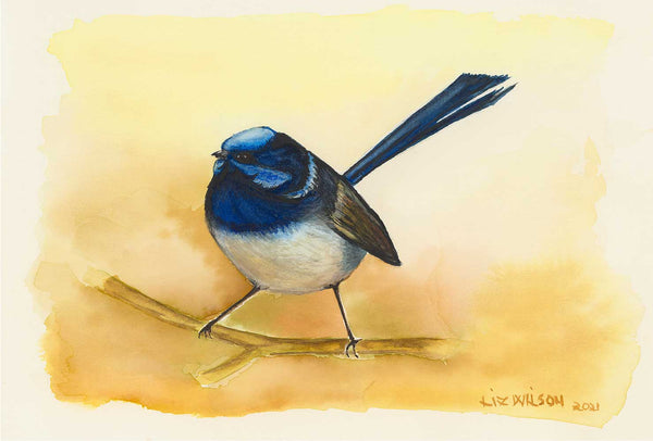 Blue Fairy Wren