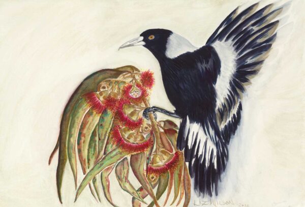 Maggie Mae – Australian Magpie Watercolour Art Print | Liz Wilson