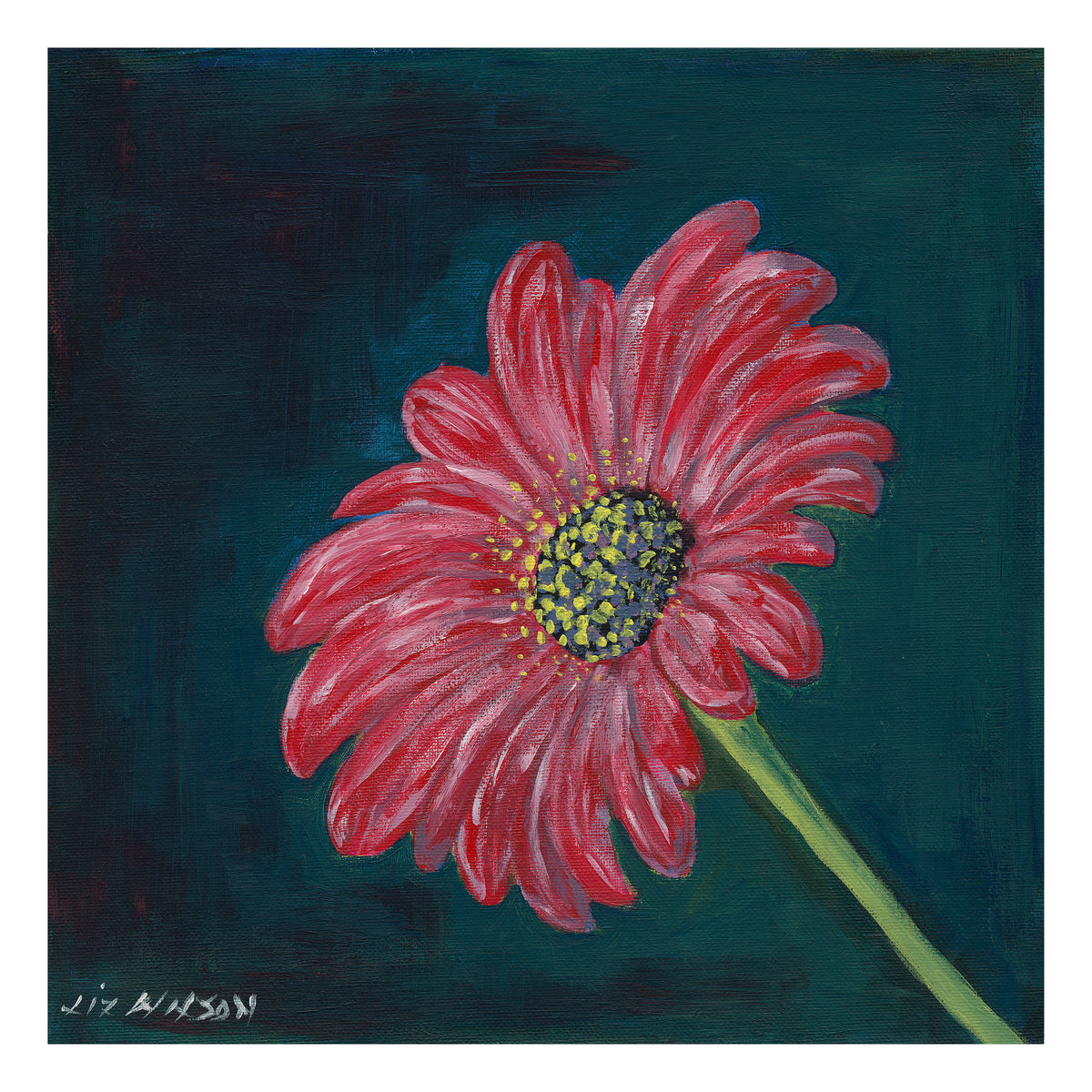 Magenta Gerbera, Liz Wilson watercolour